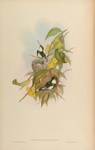 ロイコクロリスアルビコリス 作： John Gould